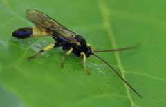 Colpotrochia cincta