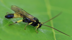 Colpotrochia cincta