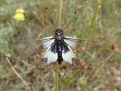 Libelloides lacteus