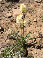Toxicoscordion paniculatum