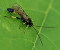 Colpotrochia cincta