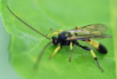 Colpotrochia cincta