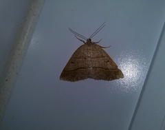 Petrophora subaequaria