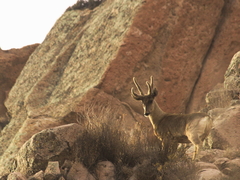 Hippocamelus antisensis