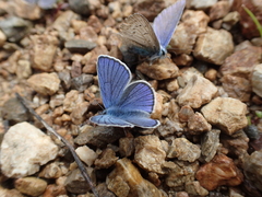 Cyaniris semiargus helena