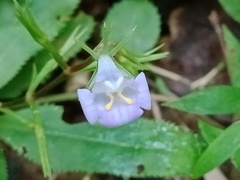 Bonnaya ruelloides