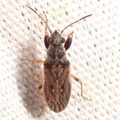 Pseudopachybrachius basalis