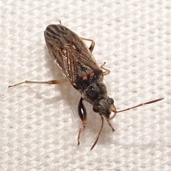 Pseudopachybrachius basalis