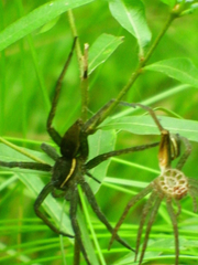 Dolomedes triton