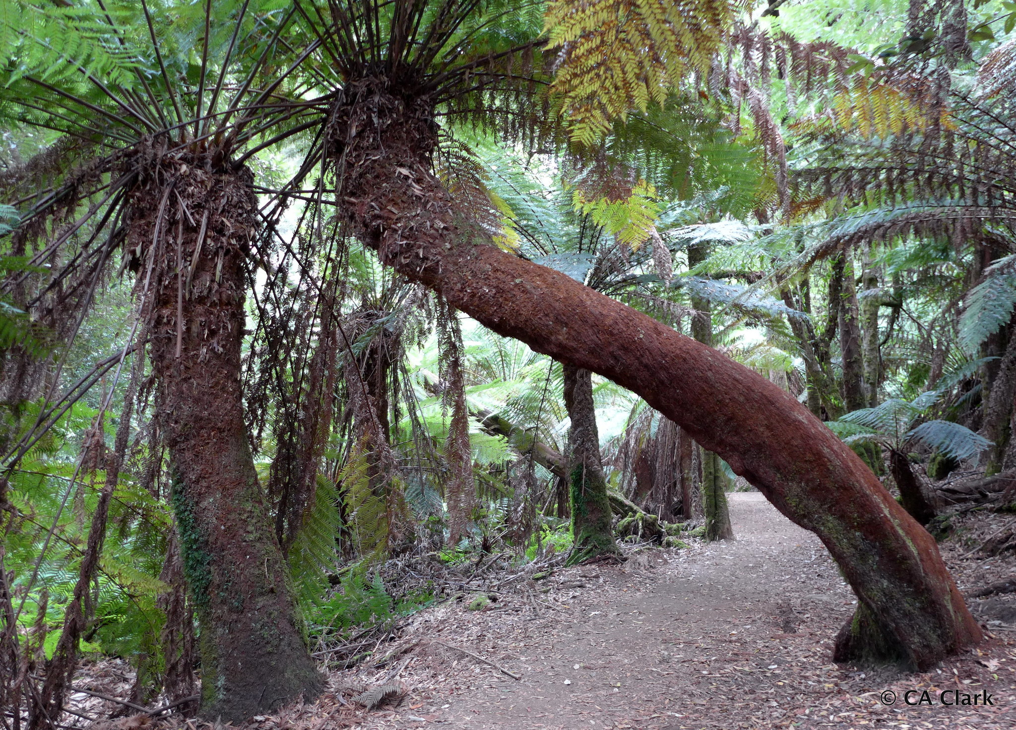 Dicksonia