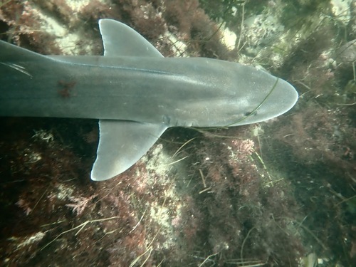Gray smooth hound (Mustelus californicus) — Triakidae — 3