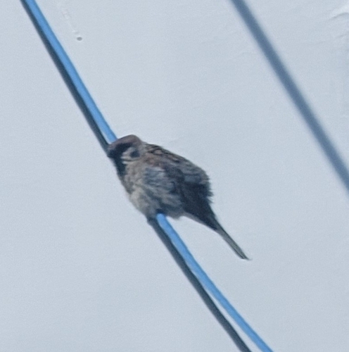 Eurasian Tree Sparrow