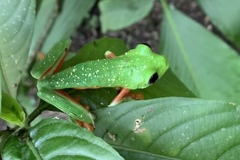 Agalychnis moreletii