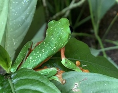 Agalychnis moreletii