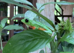 Agalychnis moreletii