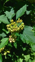 Physocarpus opulifolius