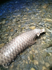 Manis pentadactyla pentadactyla