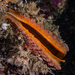 Giant Rock Scallop - Photo (c) CallieSanDiego, some rights reserved (CC BY-NC), uploaded by CallieSanDiego