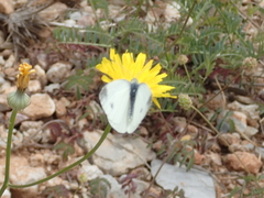 Pieris ergane