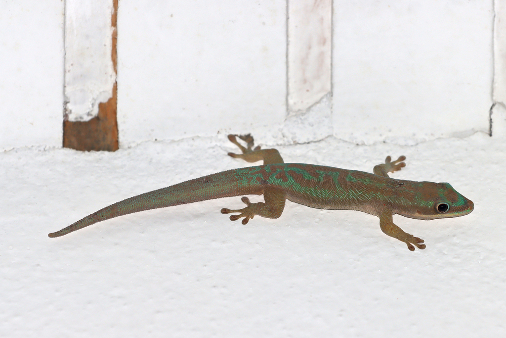 Modest Day Gecko