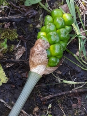 Arum maculatum
