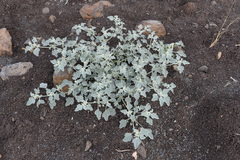 Chrozophora tinctoria