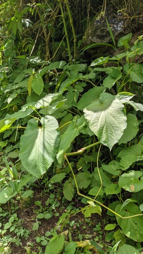Piper auritum observed 2024-08-26
