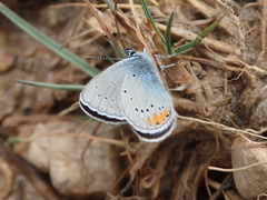 Cyaniris semiargus helena