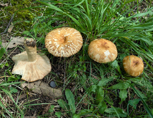 Russula senecis