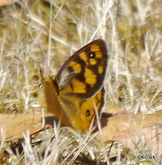 Heteronympha penelope
