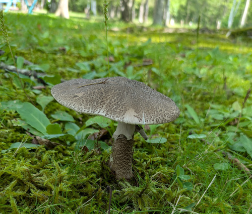 Amanita spissacea