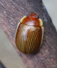Paropsisterna subcostata