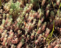 Petrosedum orientale