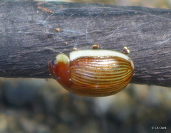 Paropsisterna subcostata