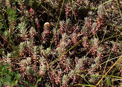 Petrosedum orientale