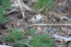 Dianthus arenarius