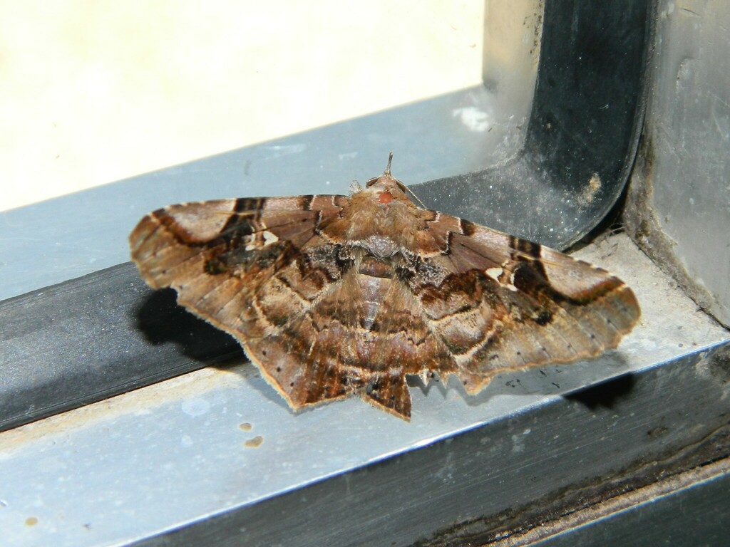 Euclystis guerini