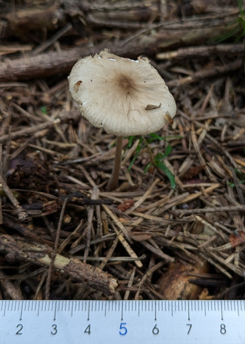 Oudemansiella amygdaliformis