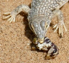 Reticulate Sand Lizard photo 2