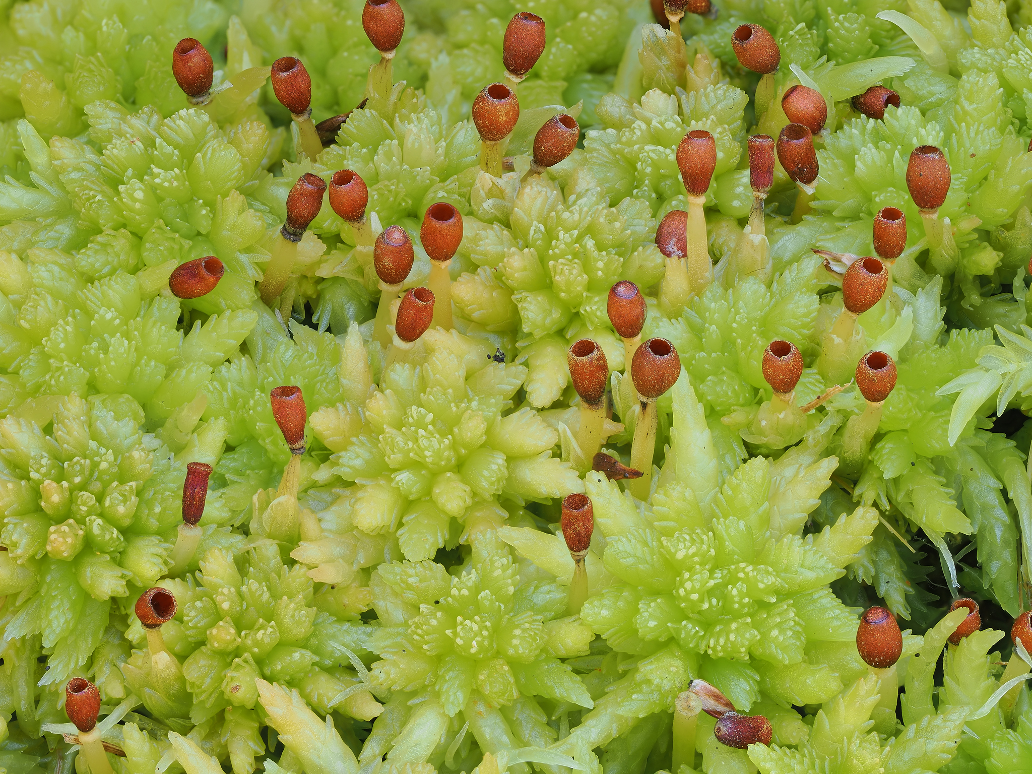 Sphagnum mosses (Genus Sphagnum)  iNaturalist
