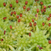 Sphagnum - Photo (c) Justin Paulin,  זכויות יוצרים חלקיות (CC BY), הועלה על ידי Justin Paulin