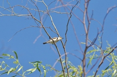 Cissomela pectoralis