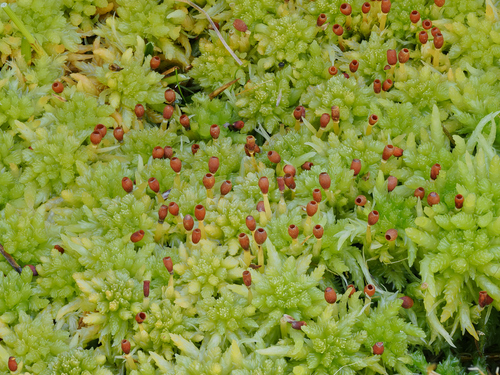 Sphagnum palustre