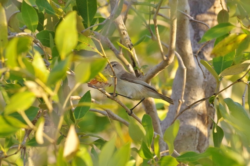 Gerygone tenebrosa