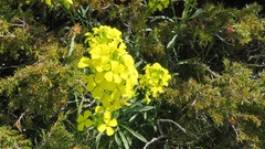 Erysimum rhaeticum