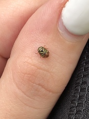 Clastoptera saintcyri