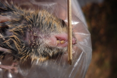 Reithrodontomys fulvescens