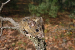 Reithrodontomys fulvescens