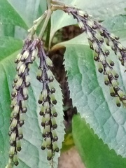 Chloranthus oldhamii
