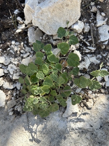 Great Sage (Salvia summa)